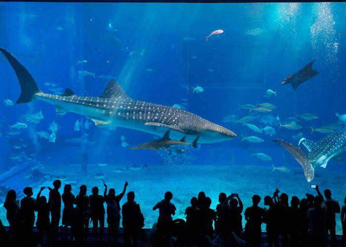 A crowd staring up at the whale shark tank in Okinawa Churaumi Aquarium, dwarfed by their size.